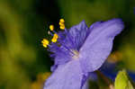 Hairyflower spiderwort